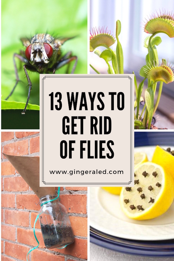 How To Keep Flies Away From Your Patio at christinedhaleo blog